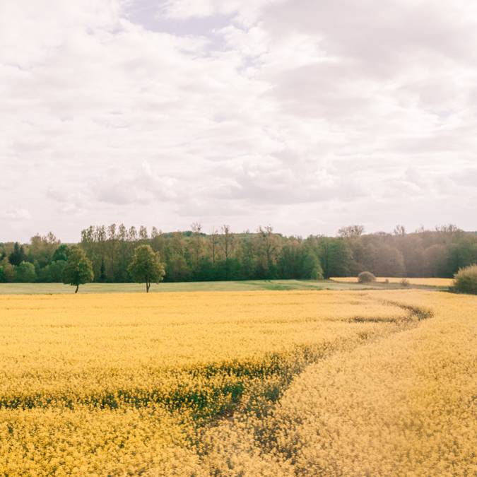 Reiten - Reiten in den Vogesen - Reiten - Landschaft