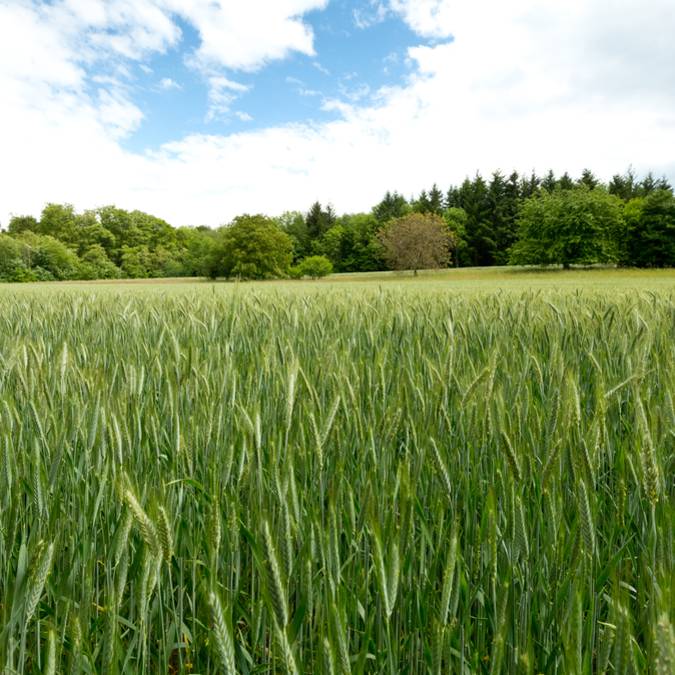 Reiten - Reiten in den Vogesen - Reiten - Landschaft